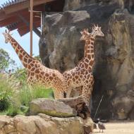 Giraffer