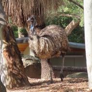 Emu