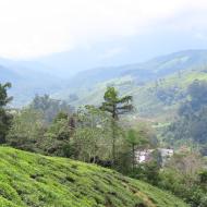 BOH Tea Centre