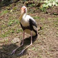 Siddende stork