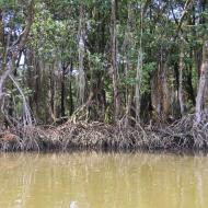 Mangroveskoven