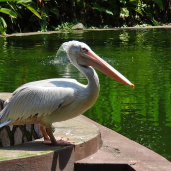 KL Bird Park