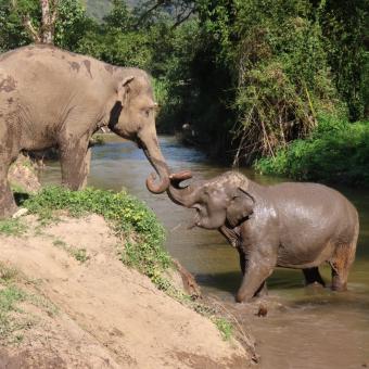 Elephant Jungle Sanctuary