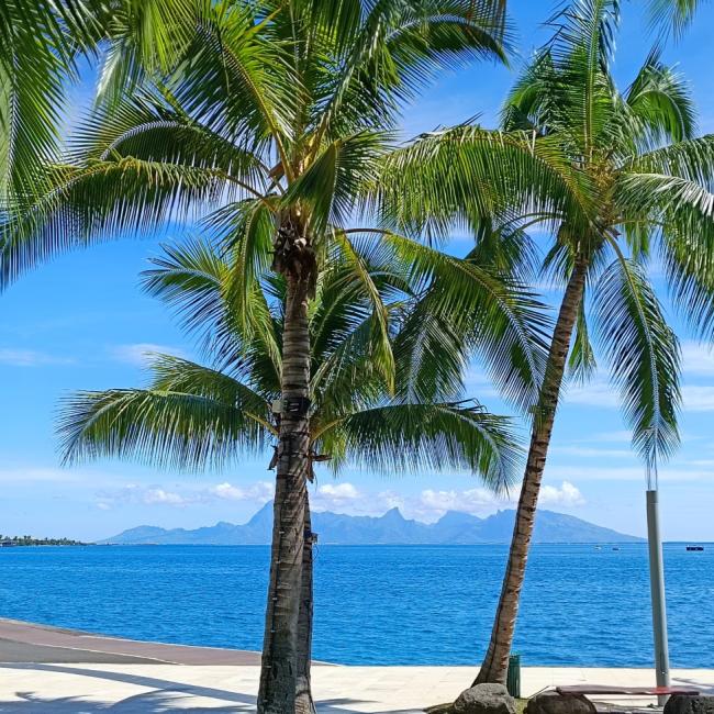 Palmer og havet i Papeete, Tahiti