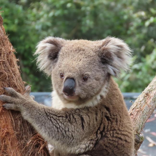 Melbourne, Australien med koala